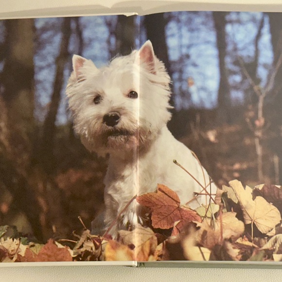 Dogs: From Extremely Large to Very Small • Igloo Books Hardcover Photo Guide - Picture 4 of 16